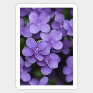 Beautiful Violet Flowers, for all those who love nature #131 Sticker